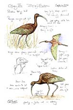 Glossy Ibis